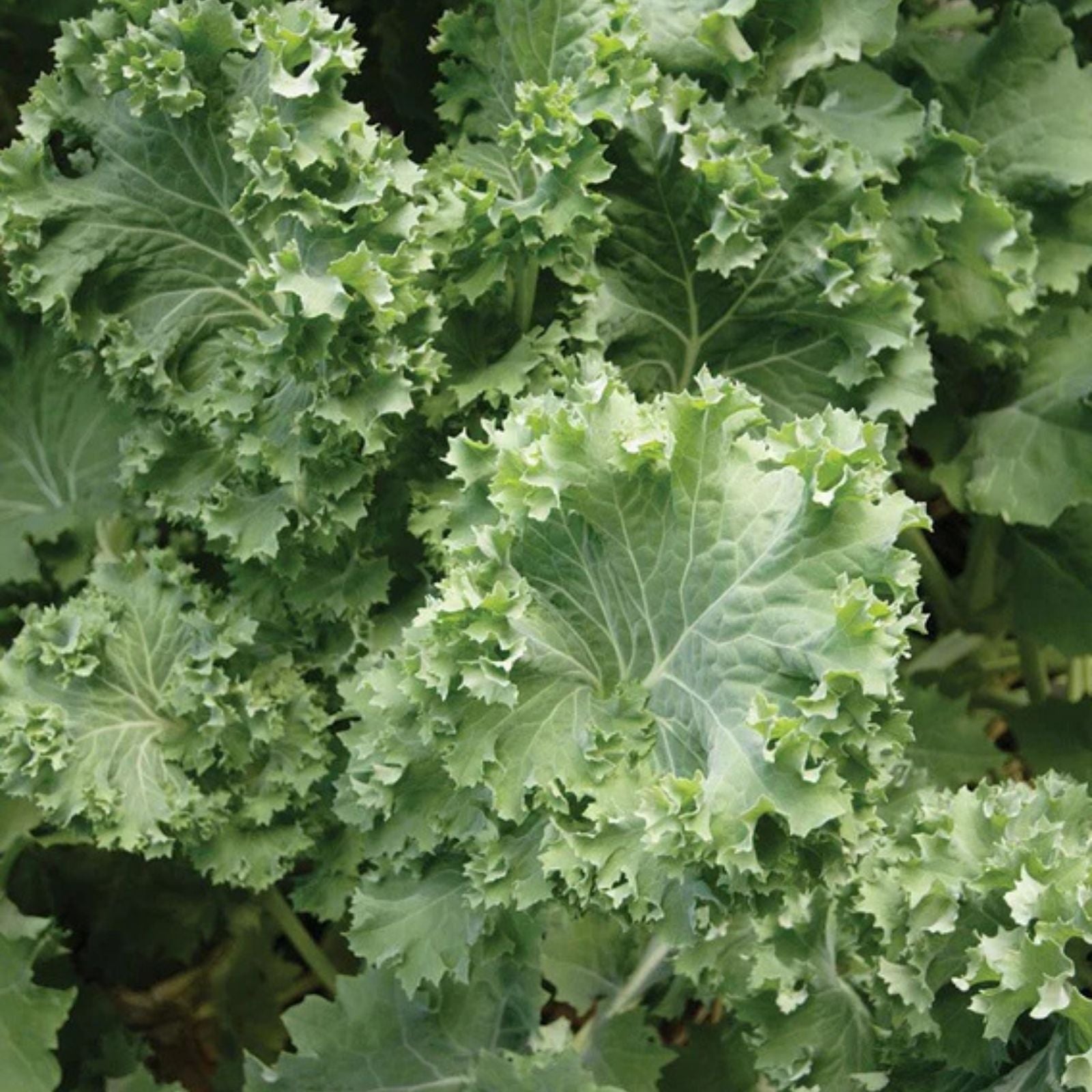 Dwarf Siberian Kale Seeds Non-GMO Heirloom Brassica oleracea var. sabellica 50+ Planting Seeds for Greens
