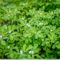 Fenugreek Herb Seeds Heirloom Trigonella foenum-graecum 50+ Starter Plants for Cooking & Gardening