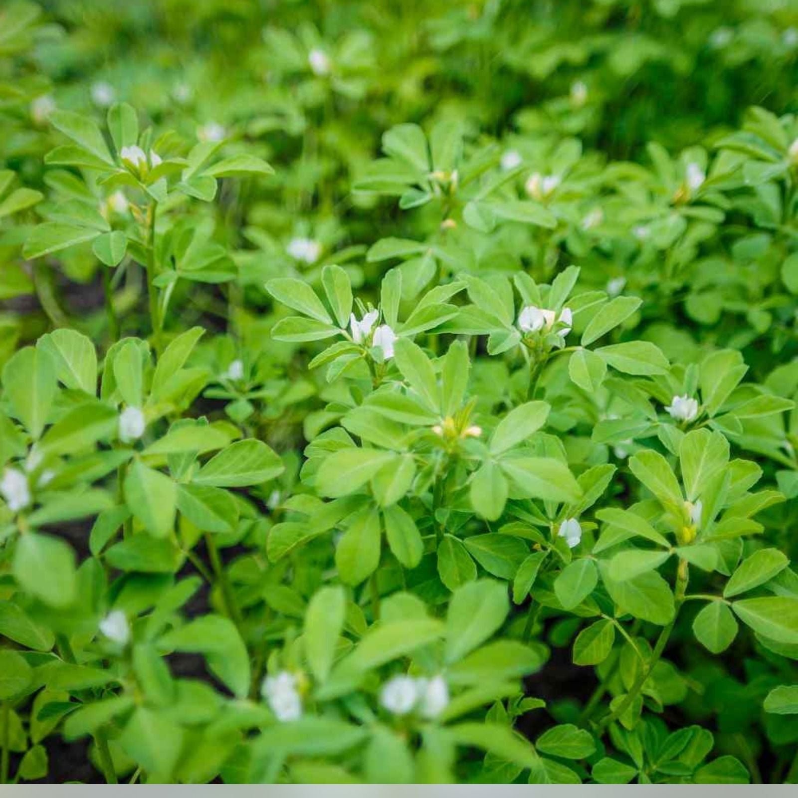 Fenugreek Herb Seeds Heirloom Trigonella foenum-graecum 50+ Starter Plants for Cooking & Gardening