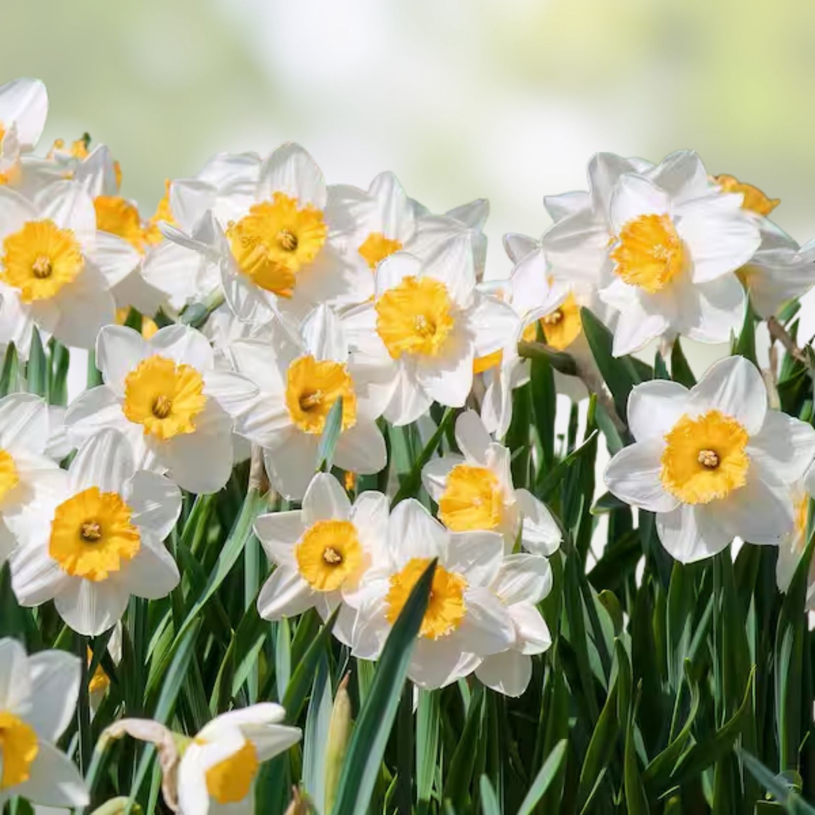 Ice Follies Daffodil Bulbs 14/16cm Narcissus Perennial Flowering Plant White Yellow Trumpet Live Bulbs