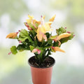 Christmas Cactus Cutting 2 Rooted Peach-Orange "Olivia" Schlumbergera truncate Indoor Plant for Decor