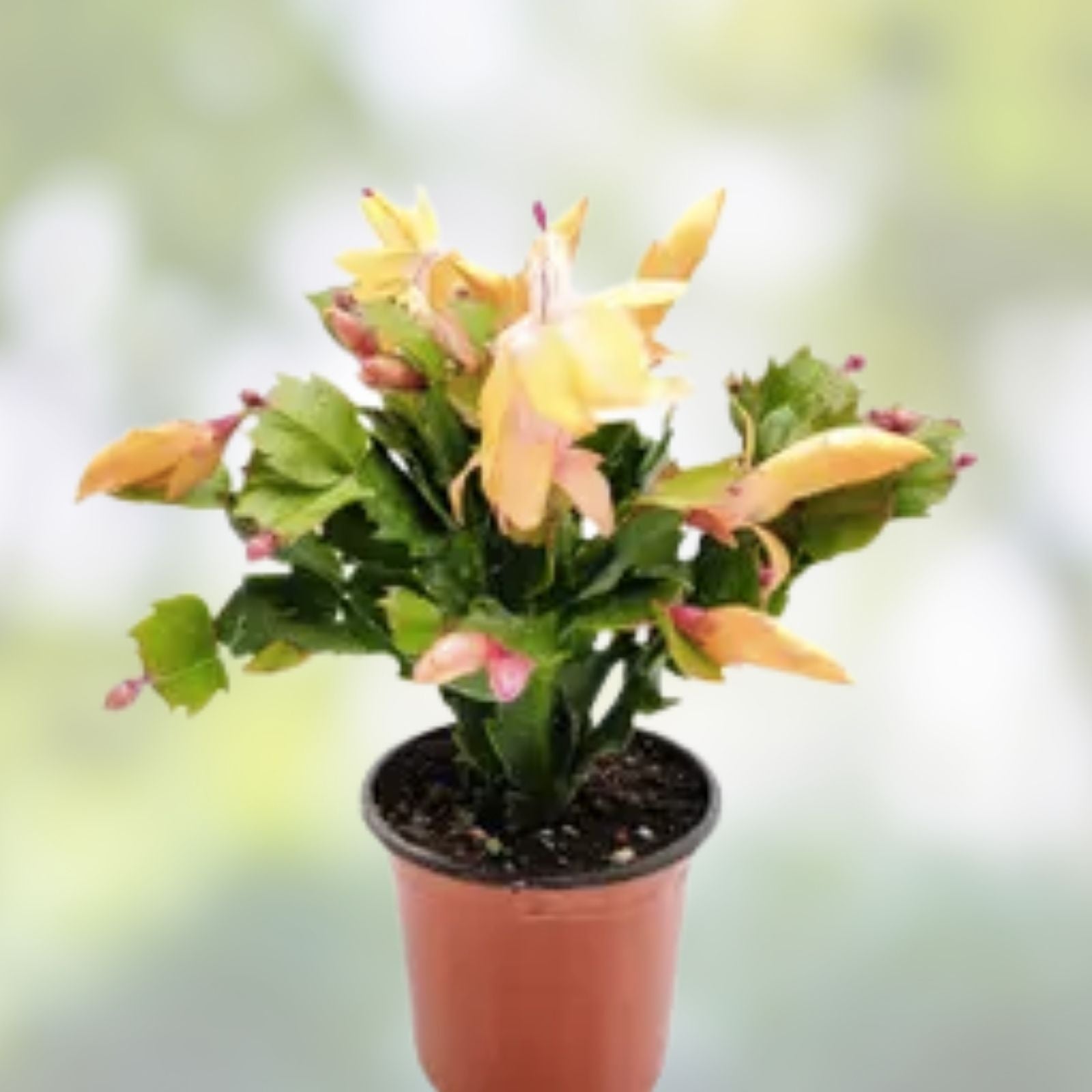 Christmas Cactus Cutting 2 Rooted Peach-Orange "Olivia" Schlumbergera truncate Indoor Plant for Decor