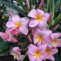 Plumeria Cuttings Pali Lookout Variety Fragrant Tropical Plant Live Starter Houseplant 9-12 inches