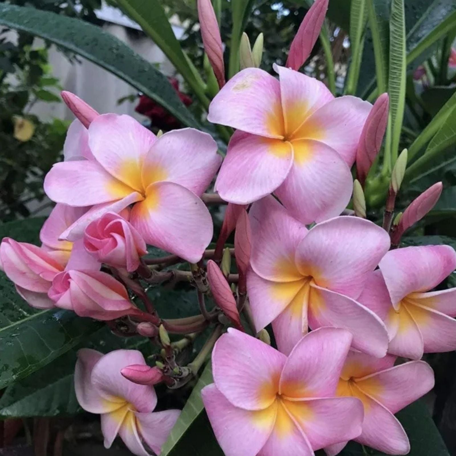 Plumeria Cuttings Pali Lookout Variety Fragrant Tropical Plant Live Starter Houseplant 9-12 inches