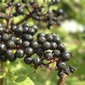 Elderberry Plant Bare Root Sambucus nigra Edible Live Plant for Cooking Remedies