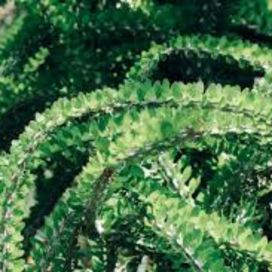 Alluaudia procera Madagascar Succulent Plant - Drought Tolerant Indoor or Outdoor Plant - Lot AP3