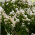 White Tea Tree Seeds Melaleuca linariifolia Hardy Shrub Live Plant Cutting Bare Root 50+ Seeds for Garden Landscaping