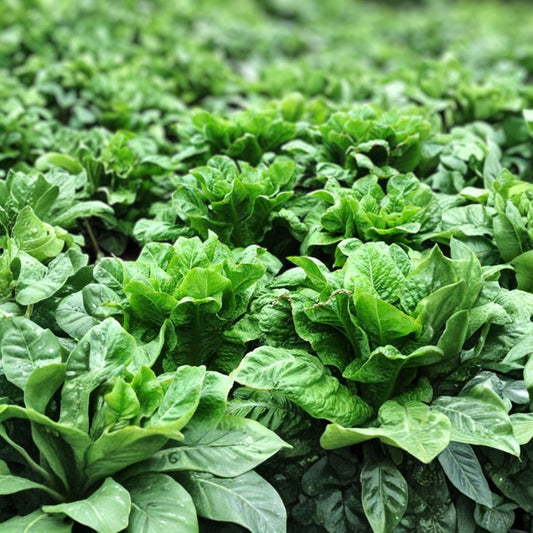 Leaf Lettuce Seeds Grand Rapids Heirloom Non-GMO 50+ Starter Plants for Organic Gardening