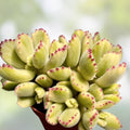 2" Variegated Cotyledon tomentosa Bear's Paw Succulent Cutting - Rare Live Plant, Easy to Grow, Unique Succulent Plant