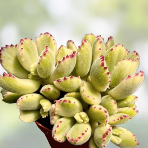 2" Variegated Cotyledon tomentosa Bear's Paw Succulent Cutting - Rare Live Plant, Easy to Grow, Unique Succulent Plant