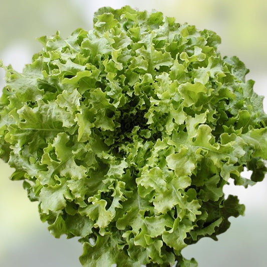 Organic Green Lettuce Seeds 500 Pack Non-GMO Vegetable Seeds for Home Gardening, Live Plant, Starter, Bare Root, Indoor Outdoor