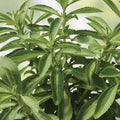250 Stevia Sweetleaf Herb Seeds – Natural Stevia Rebaudiana for Sweetener and Herb Gardening