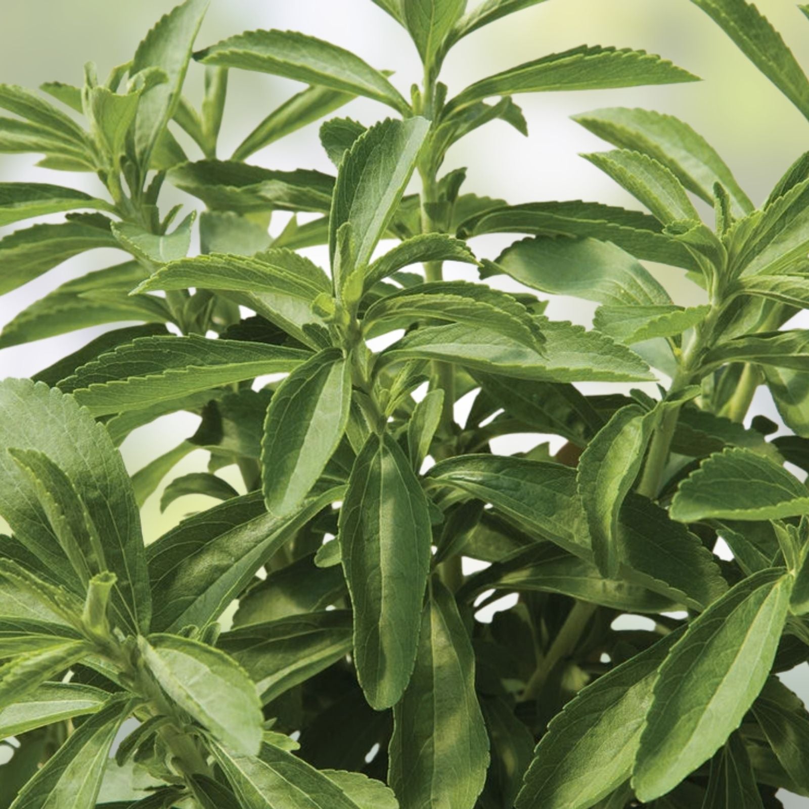250 Stevia Sweetleaf Herb Seeds – Natural Stevia Rebaudiana for Sweetener and Herb Gardening