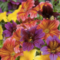 Bulk Salpiglosis grandiflora Flower Seeds | Easy Grow Bright Colors | 500+ Annual Flower Seeds Mix