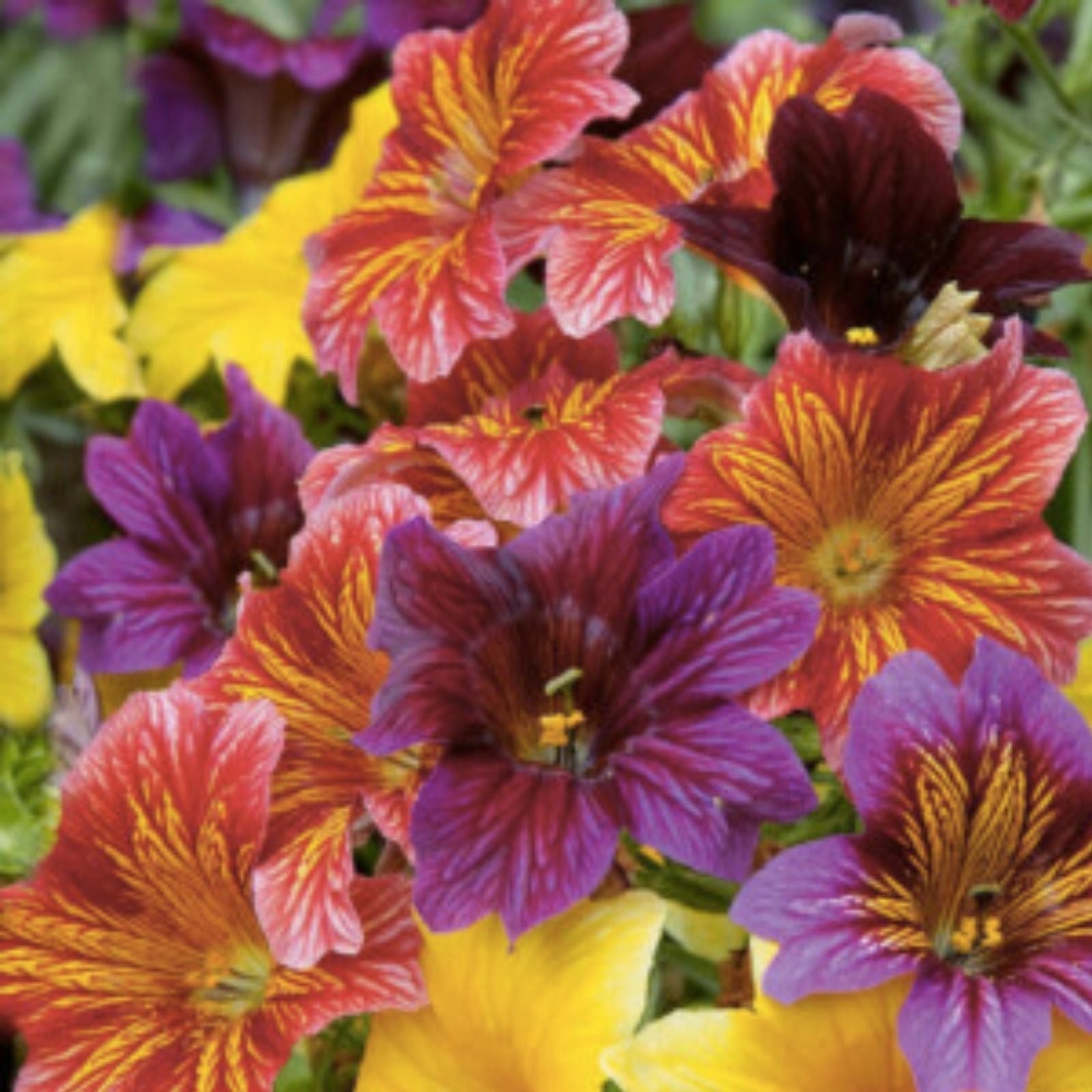 Bulk Salpiglosis grandiflora Flower Seeds | Easy Grow Bright Colors | 500+ Annual Flower Seeds Mix