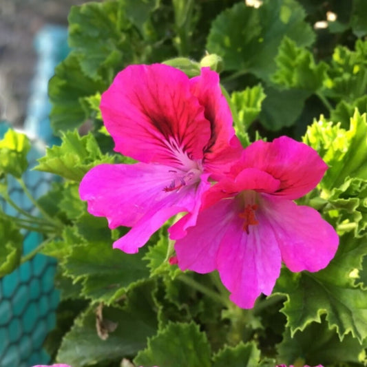 Martha Washington Geranium Cuttings Live Plant Starter Pelargonium Garden Flowering Planting Material