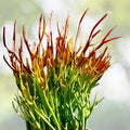 Pencil Cactus Cuttings 10 Firesticks Succulents Euphorbia tirucalli Drought Tolerant Indoor Plant Starter