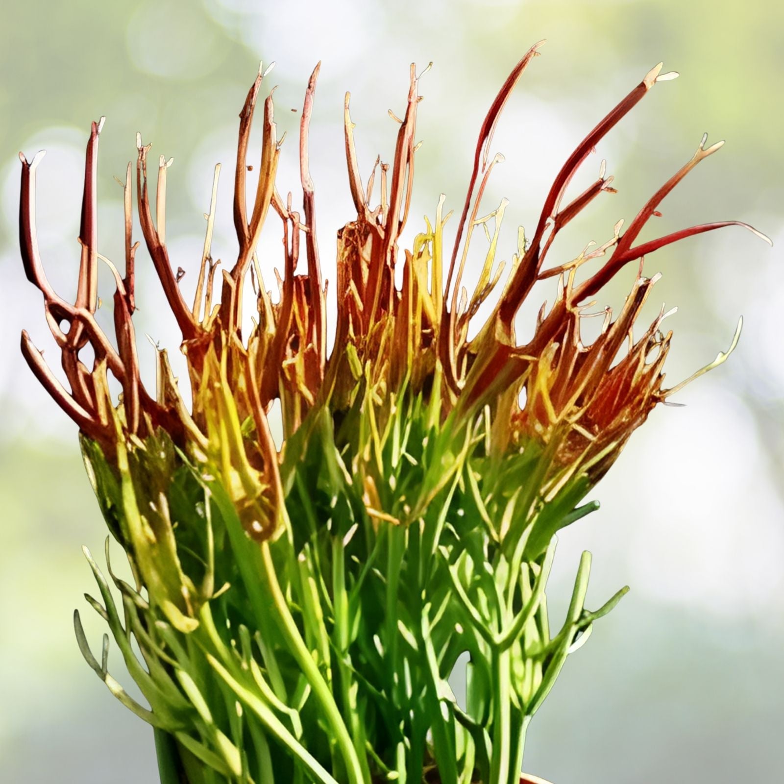 Pencil Cactus Cuttings 10 Firesticks Succulents Euphorbia tirucalli Drought Tolerant Indoor Plant Starter