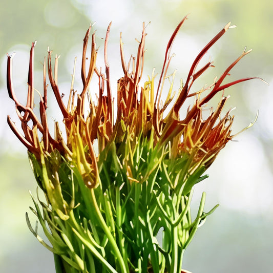Pencil Cactus Cuttings 10 Firesticks Succulents Euphorbia tirucalli Drought Tolerant Indoor Plant Starter