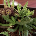 Stapelia Variegata Succulent Plant – Carrion Toad Cactus, Low Maintenance Houseplant, Live Cutting, Starter Plant