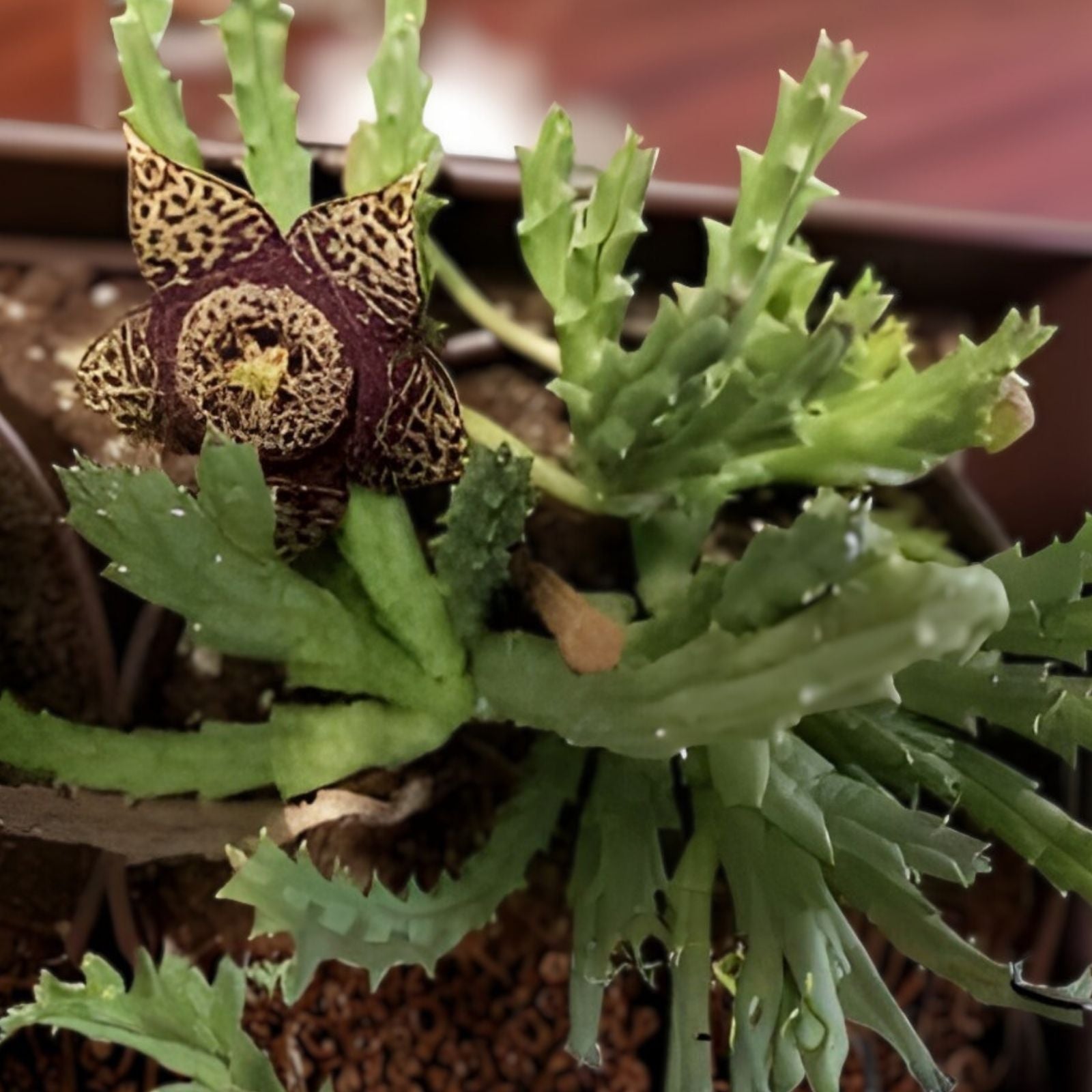 Stapelia Variegata Succulent Plant – Carrion Toad Cactus, Low Maintenance Houseplant, Live Cutting, Starter Plant