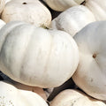 White Ghost Pumpkin Seeds, Organic Non-GMO Heirloom, Live Plant or Seed, USA Grown, White Pumpkin, Halloween Decor, Garden Plant