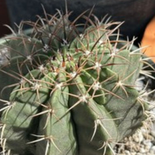 Haageocereus Pseudomelanostele Aurispinus Cactus 5-6" Bareroot, Unique Spines, Indoor Outdoor Collector Plant