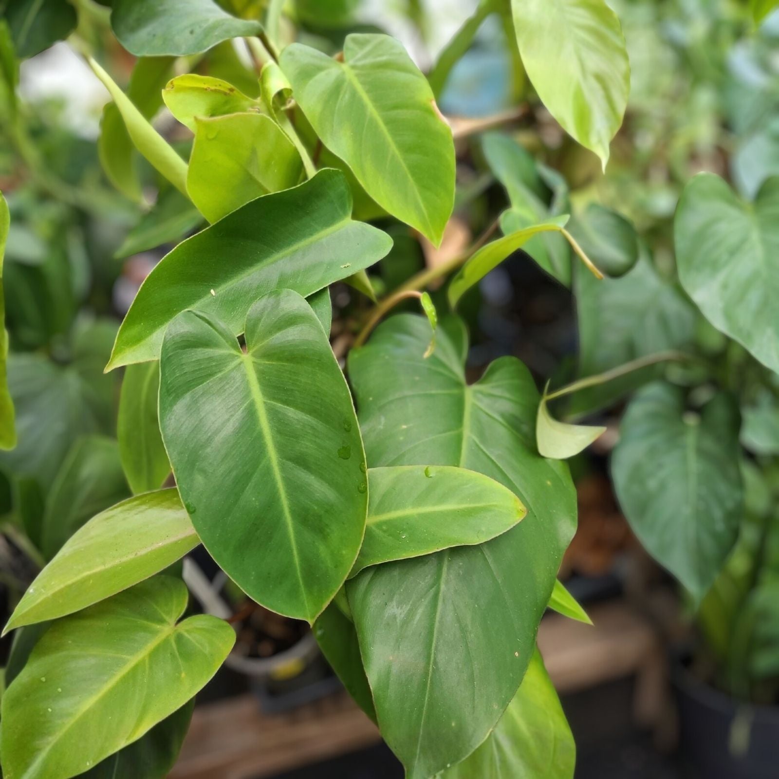 Philodendron Green Emerald Cutting 7-10 Inches Live Houseplant Indoor Plant Easy Care Hederaceum