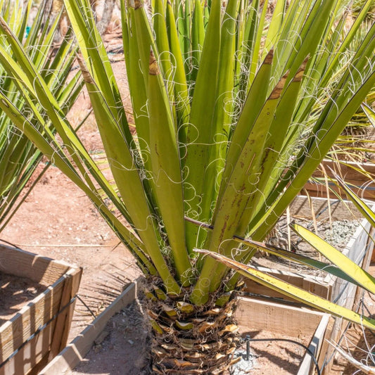 Live Faxon Yucca Plant Black Gap Texas Drought Tolerant Indoor Outdoor Houseplant Rooted Cutting