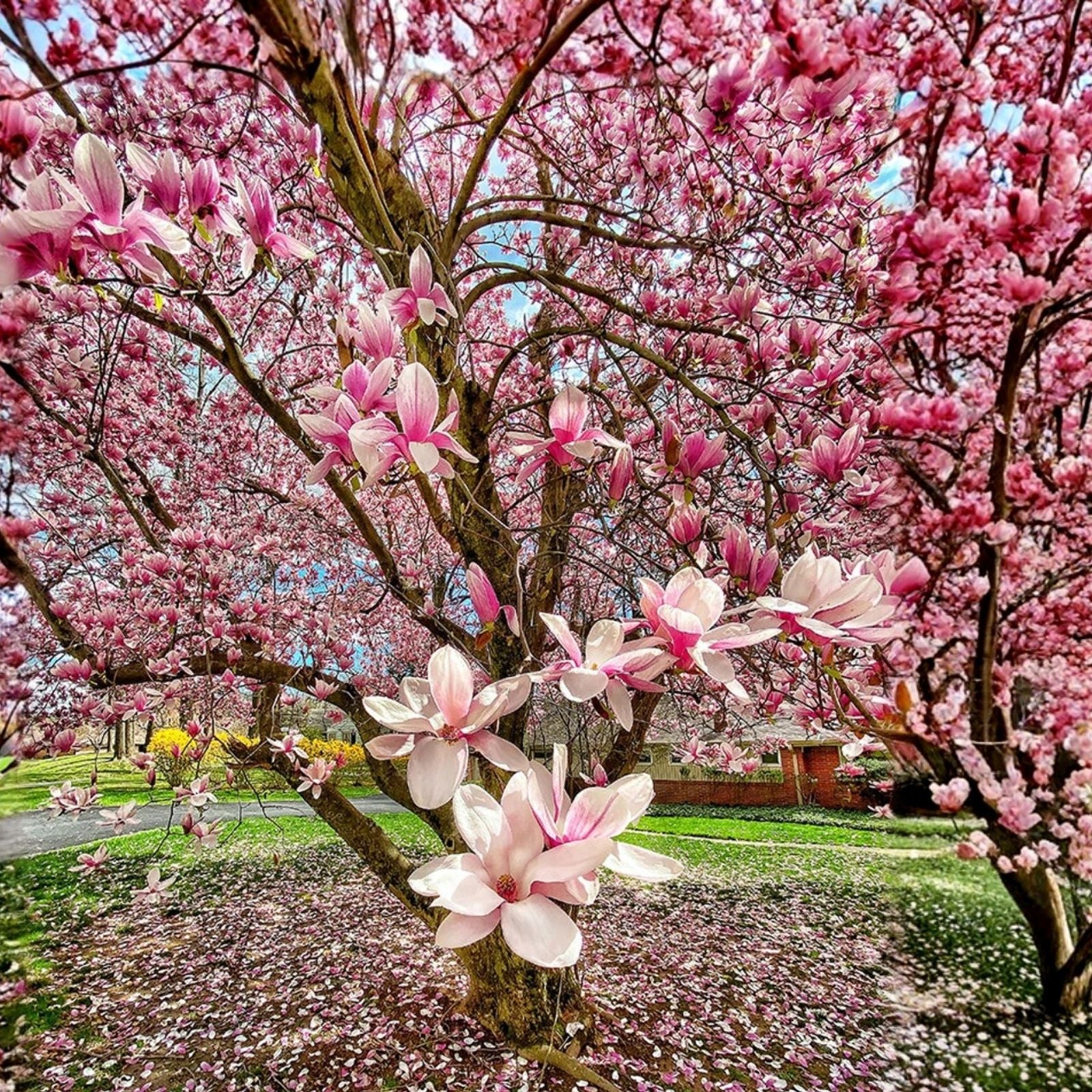 Saucer Magnolia Seedling 3" Flowering Tree Sapling - Magnolia soulangeana - Ornamental Garden Tree - New Harvest Quality