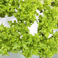 Gourmet Lettuce Seeds | Mixed Salad Bowl Leafy Greens | Bulk Culinary Herb Seeds | Live Plant or Cutting Option