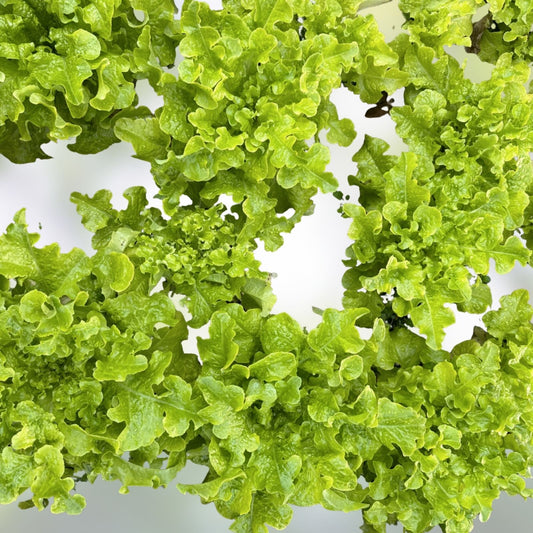 Gourmet Lettuce Seeds | Mixed Salad Bowl Leafy Greens | Bulk Culinary Herb Seeds | Live Plant or Cutting Option