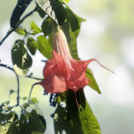 Angel's Trumpet Cuttings Frosty Pink Brugmansia Live Plant Bare Root Starter Houseplant