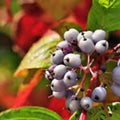 Wildflower Seed Mix 200 Seeds - Native American Red, White, Blue Varieties for Pollinator Gardens
