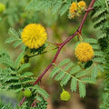 Acacia Senegal Gum Arabic Tree Seeds 20 Count Drought-Tolerant Live Plant Cutting Bare Root Starter Plant