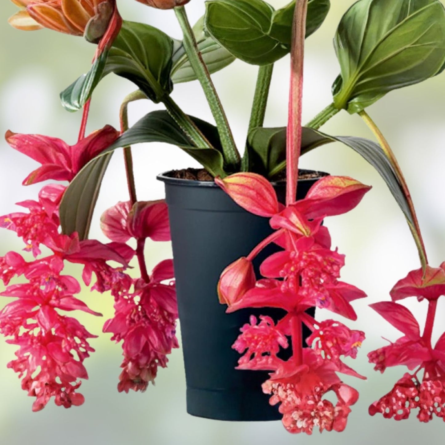 Medinilla Magnifica Live Plant Starter – Rare Exotic Houseplant – Indoor Greenery – Well Rooted, Large Size