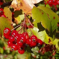 Washington Hawthorn Tree Live Plant 18-24 Inches Bare Root Crataegus phaenopyrum Landscaping Garden Tree