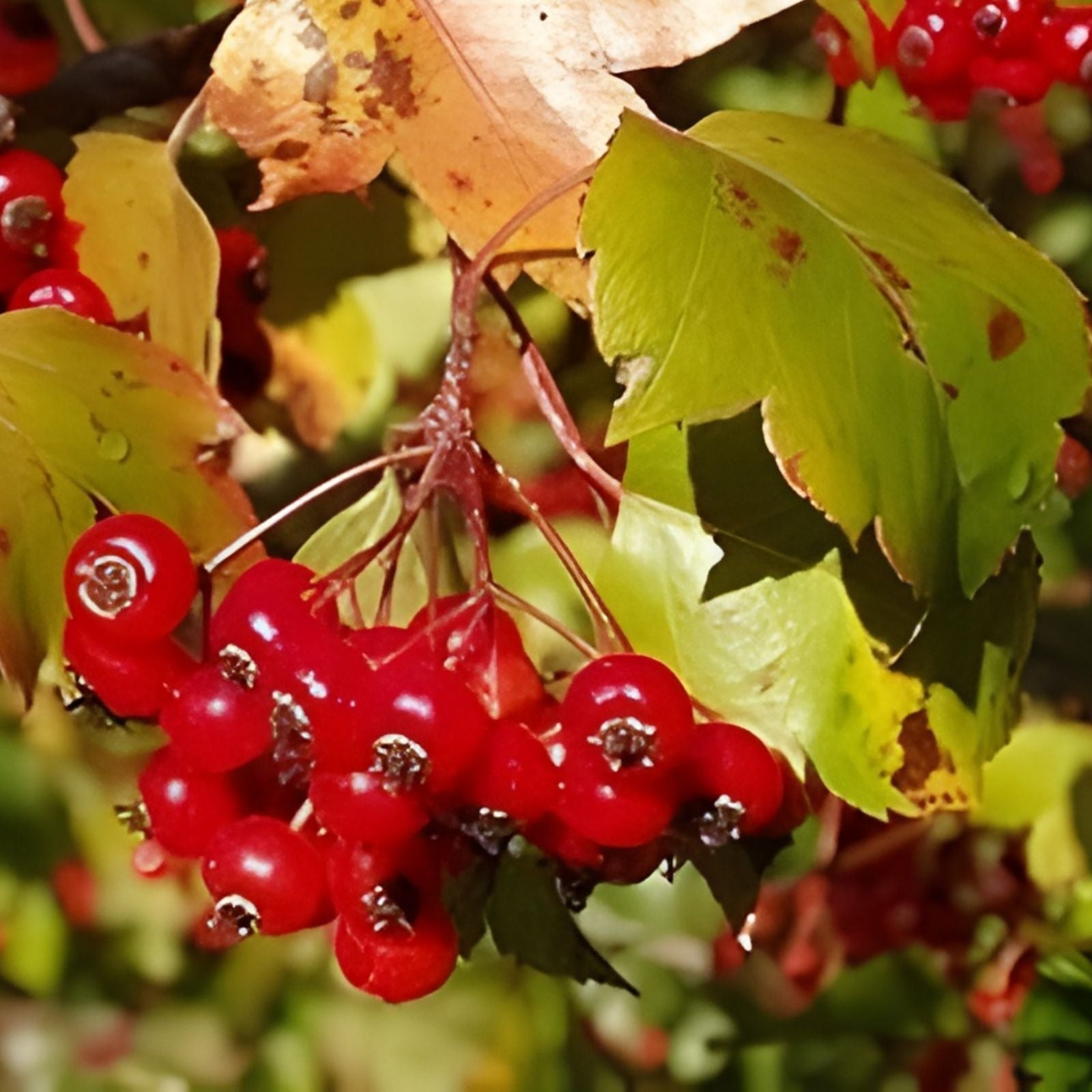Washington Hawthorn Tree Live Plant 18-24 Inches Bare Root Crataegus phaenopyrum Landscaping Garden Tree