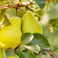 Bartlett Pear Tree Seeds 10 Pack | Edible Sweet Fruits | Pyrus communis | Live Plant, Bare Root, Starter Plant, Fruit Tree