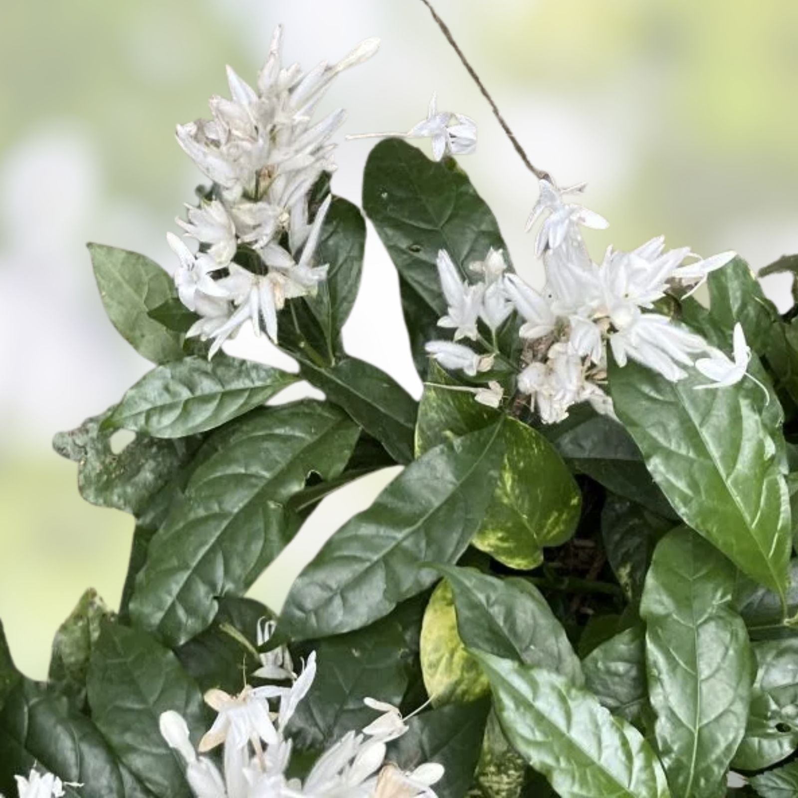 White Shrimp Plant Starter Whitfieldia longifolia Indoor Outdoor Garden Live Plant Cutting
