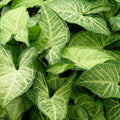 Syngonium podophyllum Arrowhead Vine Cuttings 10 Pack, Indoor Houseplant, Green Foliage, Easy Care Starter Plant, Gardening Decor