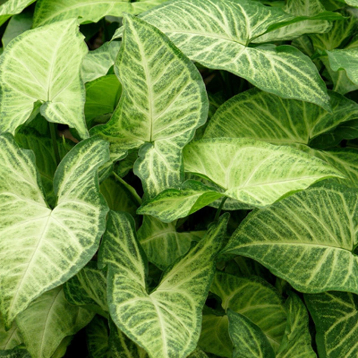 Syngonium podophyllum Arrowhead Vine Cuttings 10 Pack, Indoor Houseplant, Green Foliage, Easy Care Starter Plant, Gardening Decor