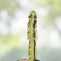 Variegated Euphorbia Ammak Candelabra Cutting – 16" Succulent Plant for Collectors and Enthusiasts