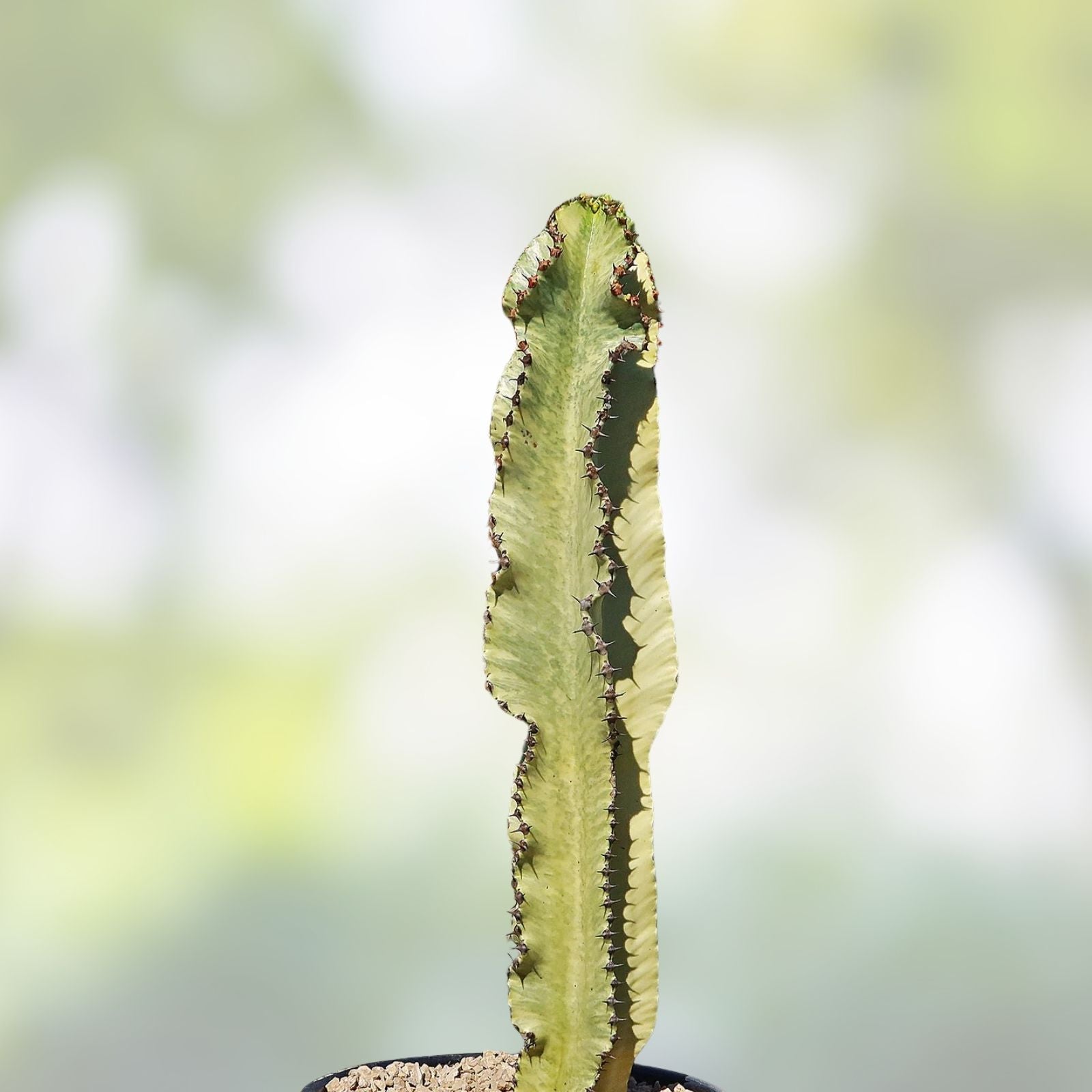 Variegated Euphorbia Ammak Candelabra Cutting – 16" Succulent Plant for Collectors and Enthusiasts