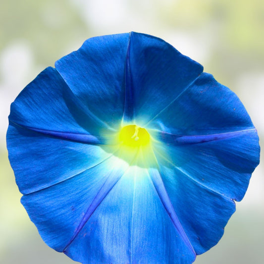 Morning Glory Seeds 100 Pack Heavenly Blue Ipomoea tricolor Climbing Vine Flower Seeds for Garden Landscaping