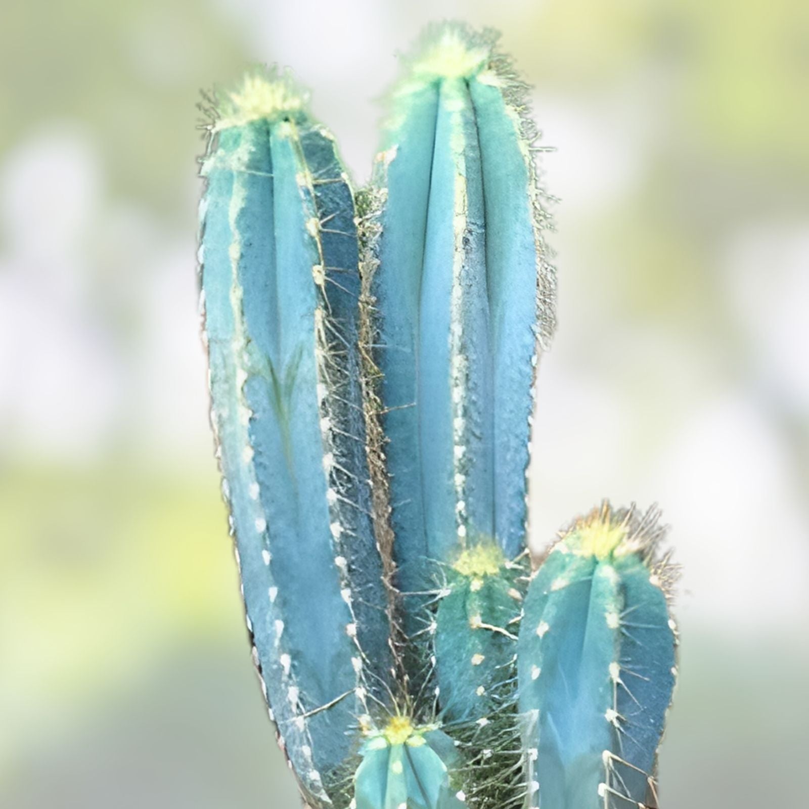 Columnar Cactus Cutting Succulent Plant 11x2.5 inches Indoor Decor Cactaceae Houseplant Starter