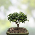 Bonsai Tree 8” Kingsville Boxwood in Chinese Pot, 15 Years Old, Buxus microphylla 'Kingsville' - Fast Shipping