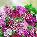 Sweet William Seeds 100+ Dianthus barbatus Flower Seeds for Borders Pollinator Gardens Colorful Clusters Live Plant Cutting