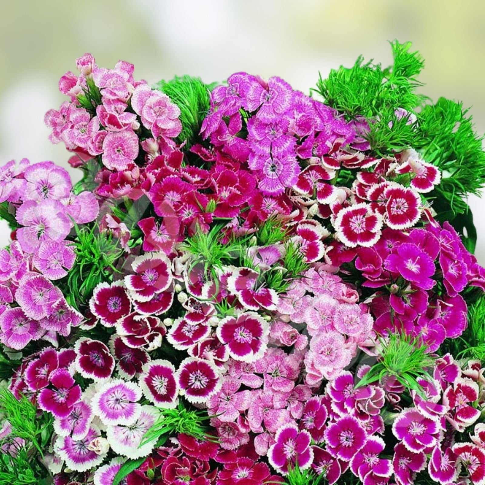 Sweet William Seeds 100+ Dianthus barbatus Flower Seeds for Borders Pollinator Gardens Colorful Clusters Live Plant Cutting