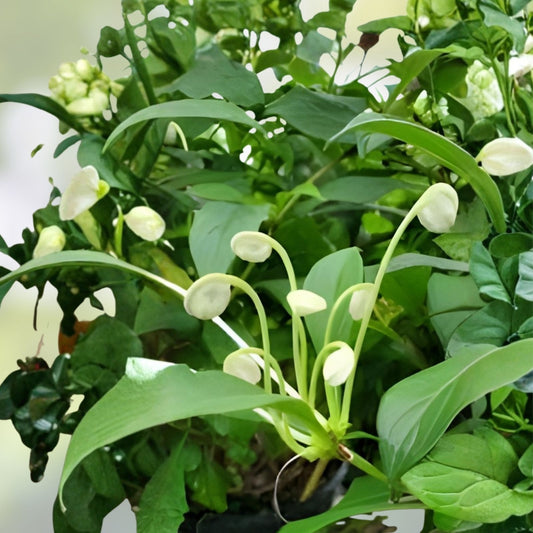 Musical Note Cuttings - 8 Clerodendrum incisum Indoor Plant Propagules - Decorative Gardening Cuttings - BloomHavenNursery